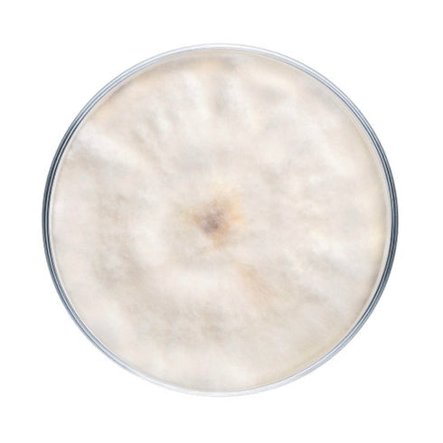 Chestnut Mushroom Plate Culture